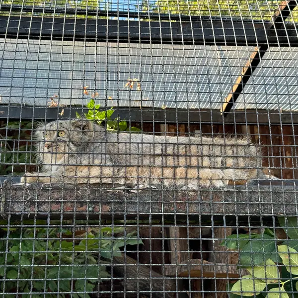 レニングラード動物園のシューの写真