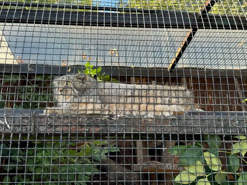 レニングラード動物園のシューの写真