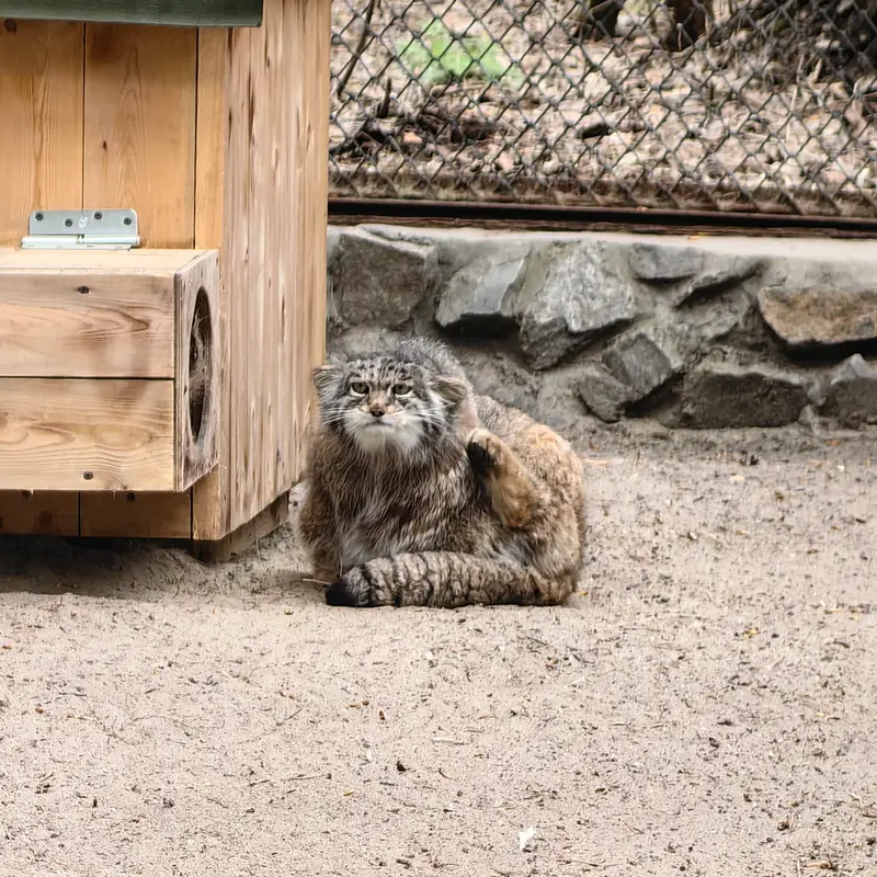 ノヴォシビルスク動物園のミアの写真
