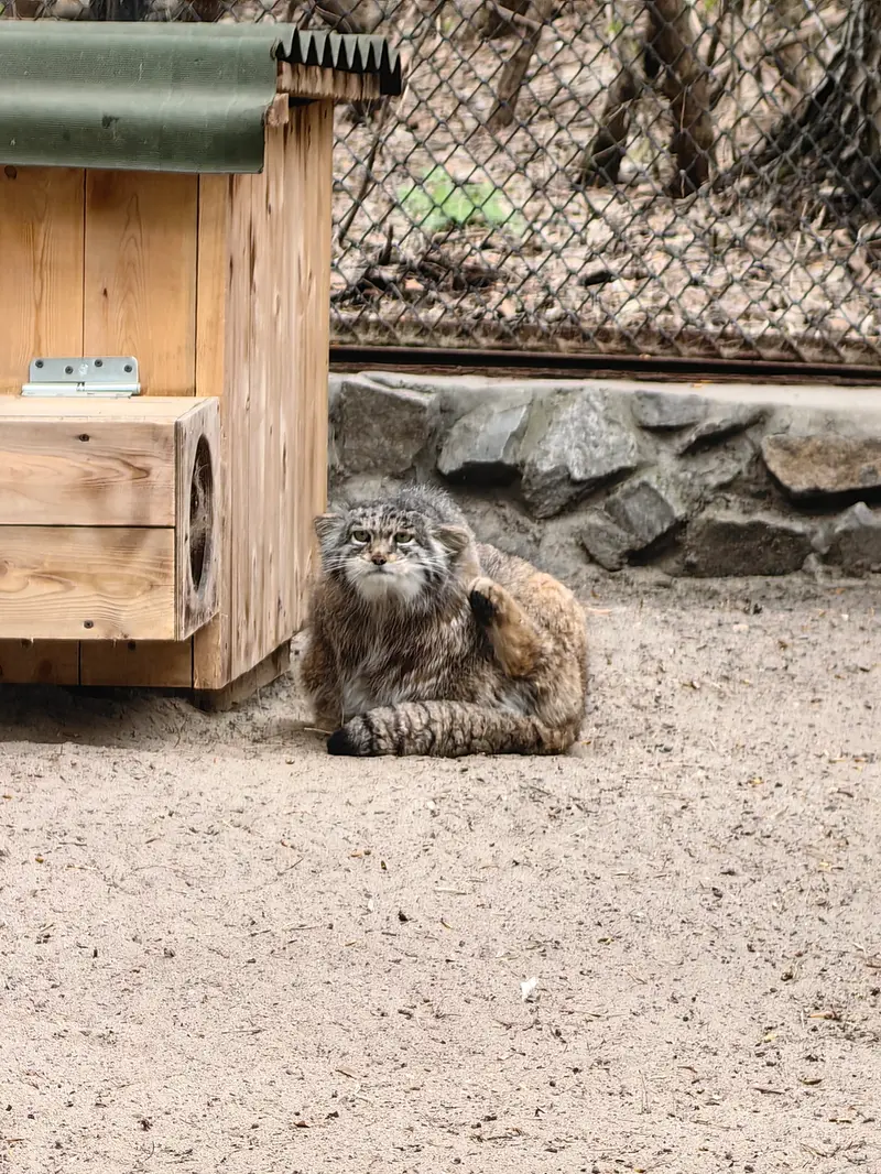 ノヴォシビルスク動物園のミアの写真