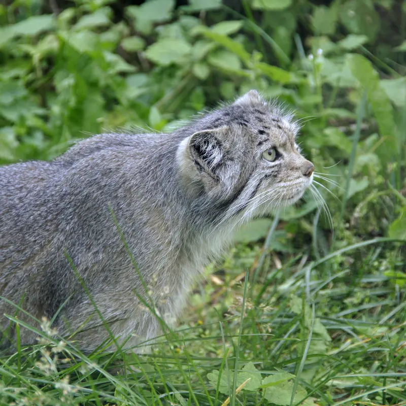 マヌルネコの写真