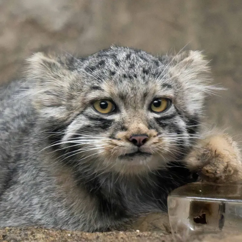神戸どうぶつ王国のマヌルネコのハク