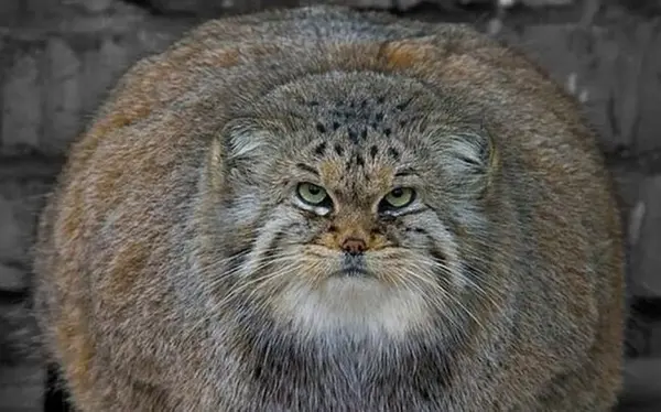 マヌルネコの写真