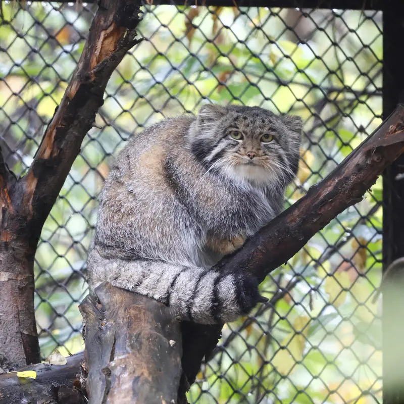 ノヴォシビルスク動物園のグレイの写真
