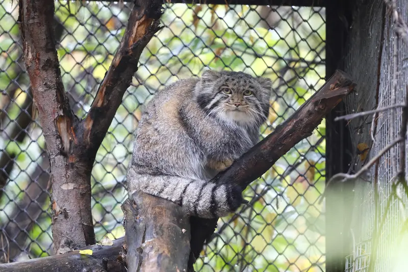 ノヴォシビルスク動物園のグレイの写真