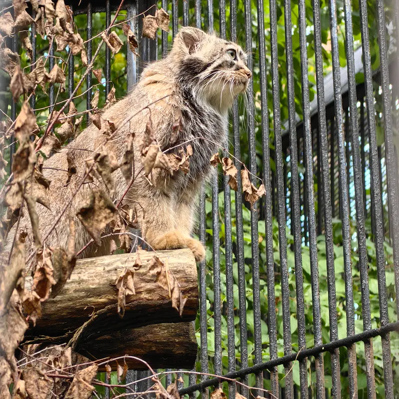 ノヴォシビルスク動物園のガビの写真