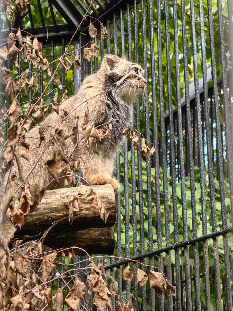 ノヴォシビルスク動物園のガビの写真
