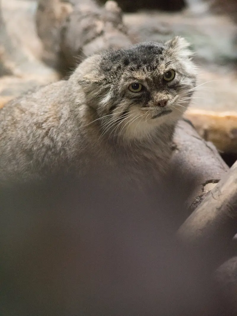 恩賜上野動物園のプリームラの写真