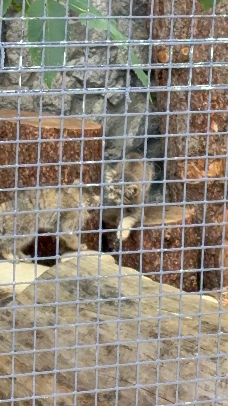 レニングラード動物園のアイデンとバークの写真