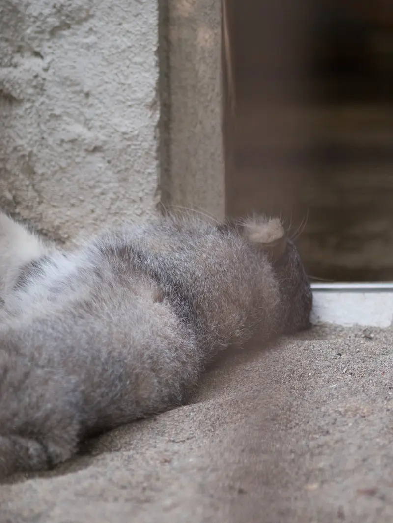 野毛山動物園のフィーガの写真