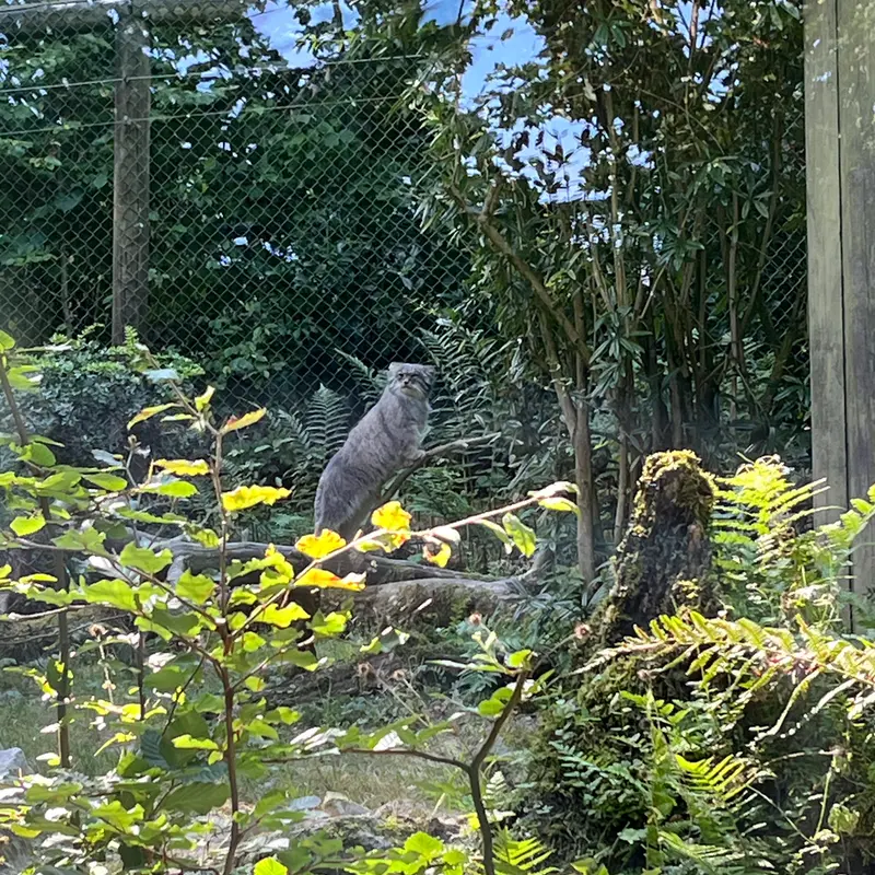 オペル動物園のバトゥの写真