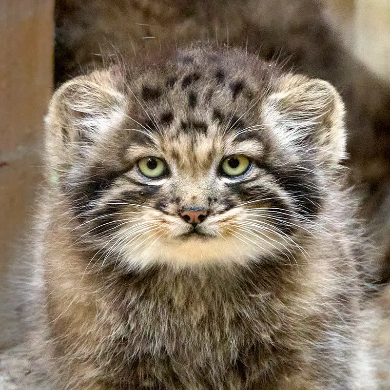 ノヴォシビルスク動物園のマヌルネコのスネジャナの息子 b.2026 Ⅰ