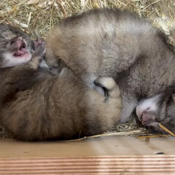 レニングラード動物園のマヌルネコの写真