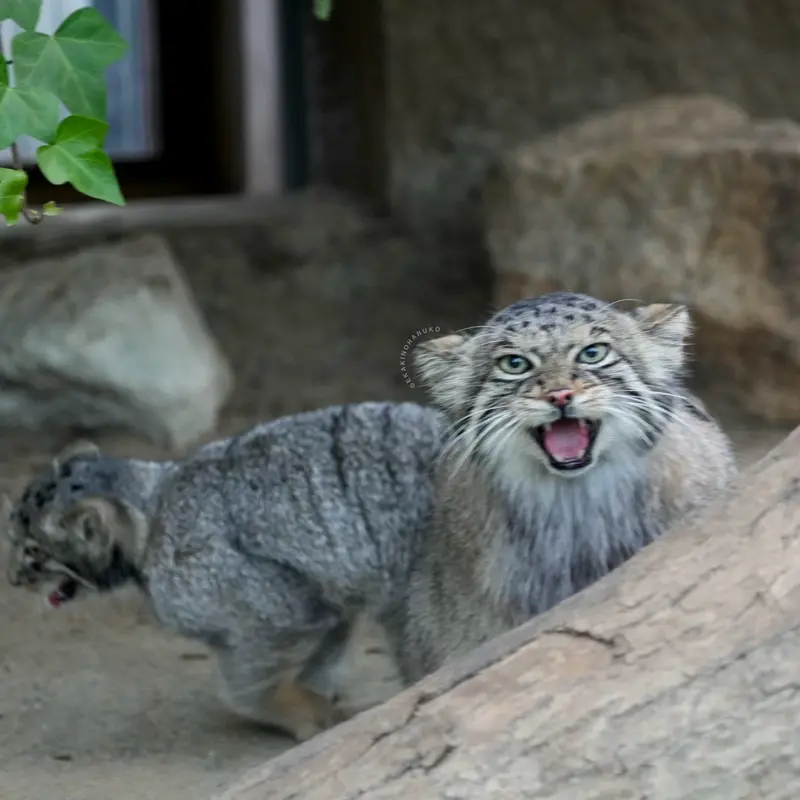 神戸どうぶつ王国のアズの写真
