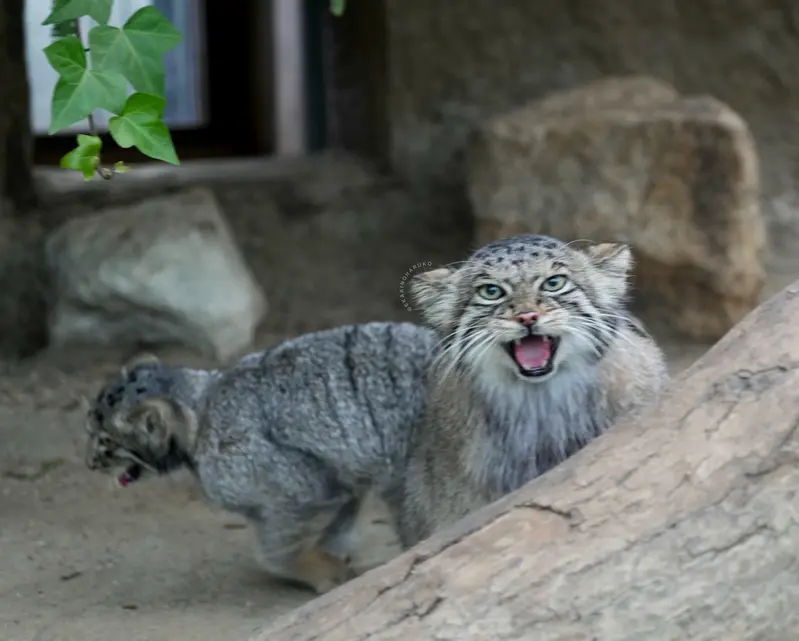 神戸どうぶつ王国のアズの写真