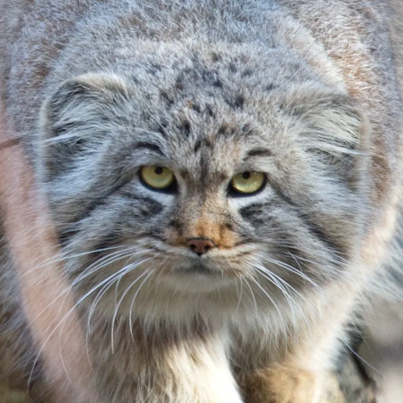 ラヌア動物園のマヌルネコのモルッティ