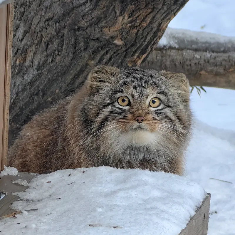 ノヴォシビルスク動物園のアッケムの写真