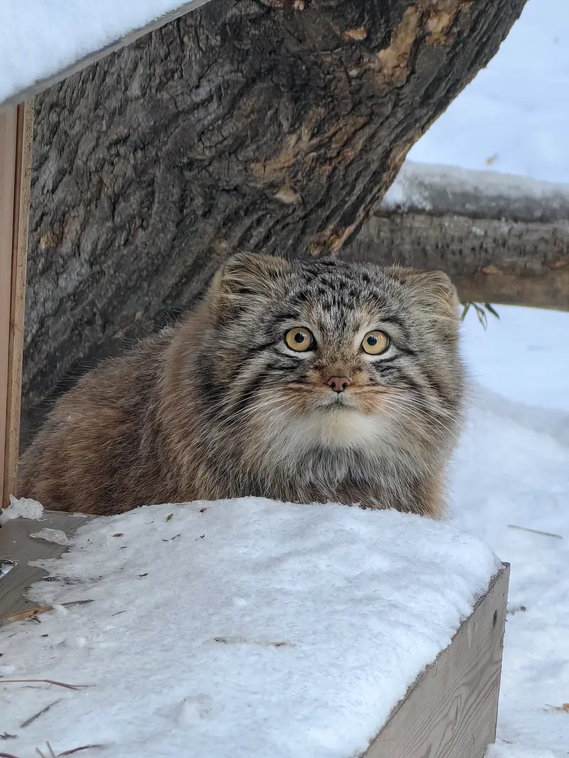 ノヴォシビルスク動物園のアッケムの写真