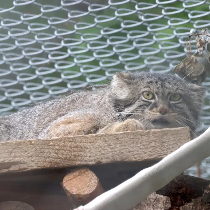 サスカトゥーン林業農場公園・動物園のノックスの写真
