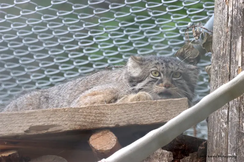 サスカトゥーン林業農場公園・動物園のノックスの写真