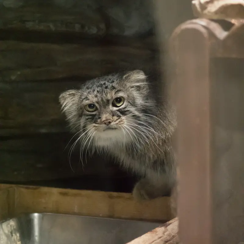 恩賜上野動物園のサフランの写真