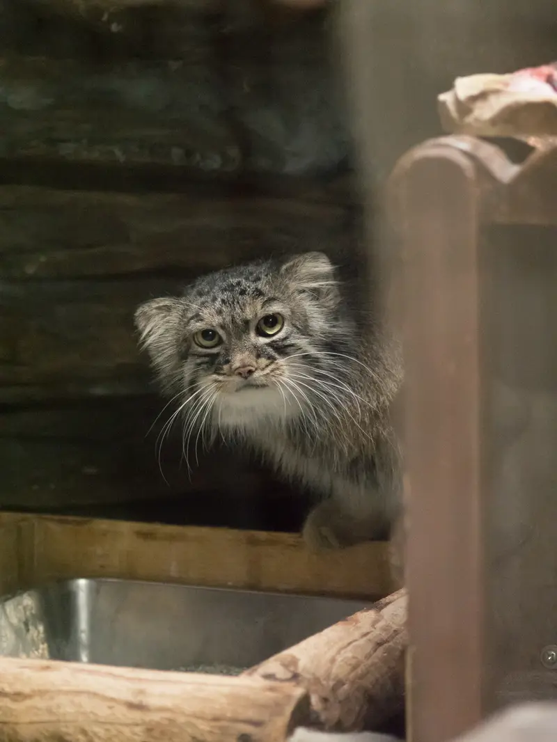 恩賜上野動物園のサフランの写真