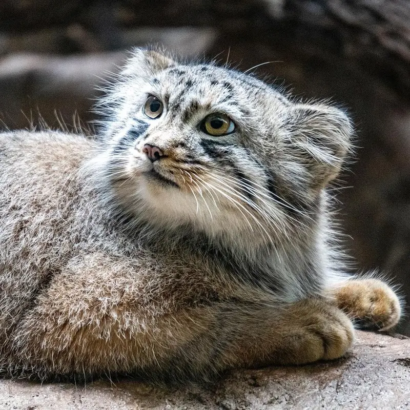 バーミングハム動物園のミダスの写真