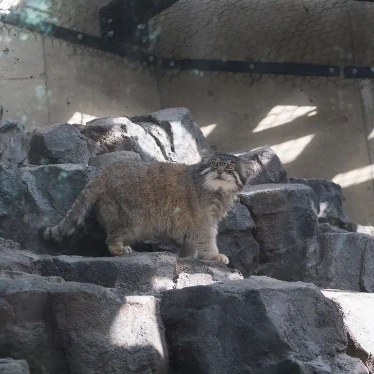 旭山動物園のグルーシャの写真