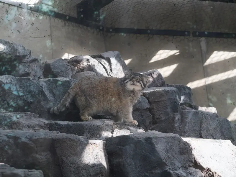 旭山動物園のグルーシャの写真
