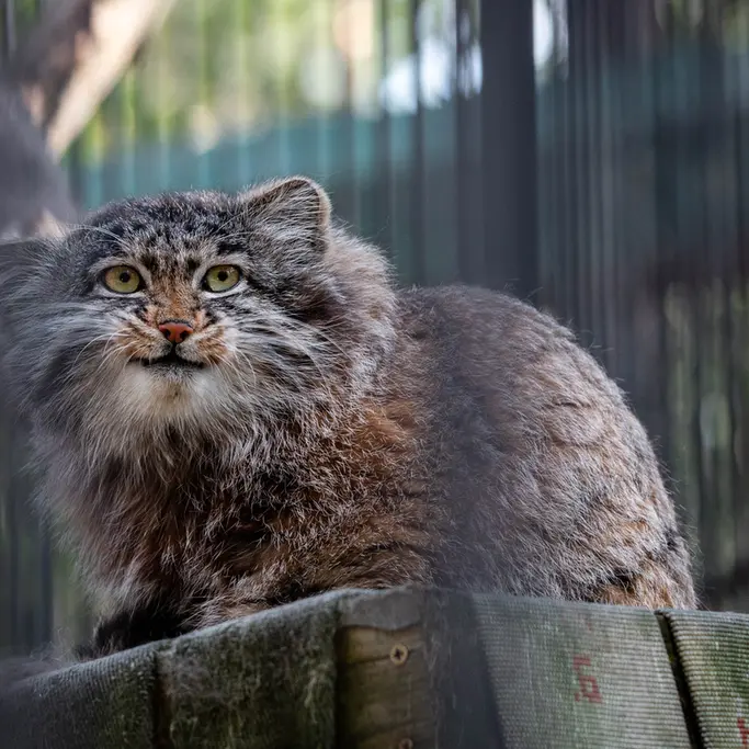 ノヴォシビルスク動物園のグレイの写真