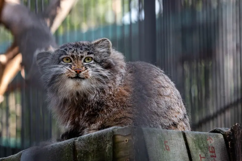 ノヴォシビルスク動物園のグレイの写真