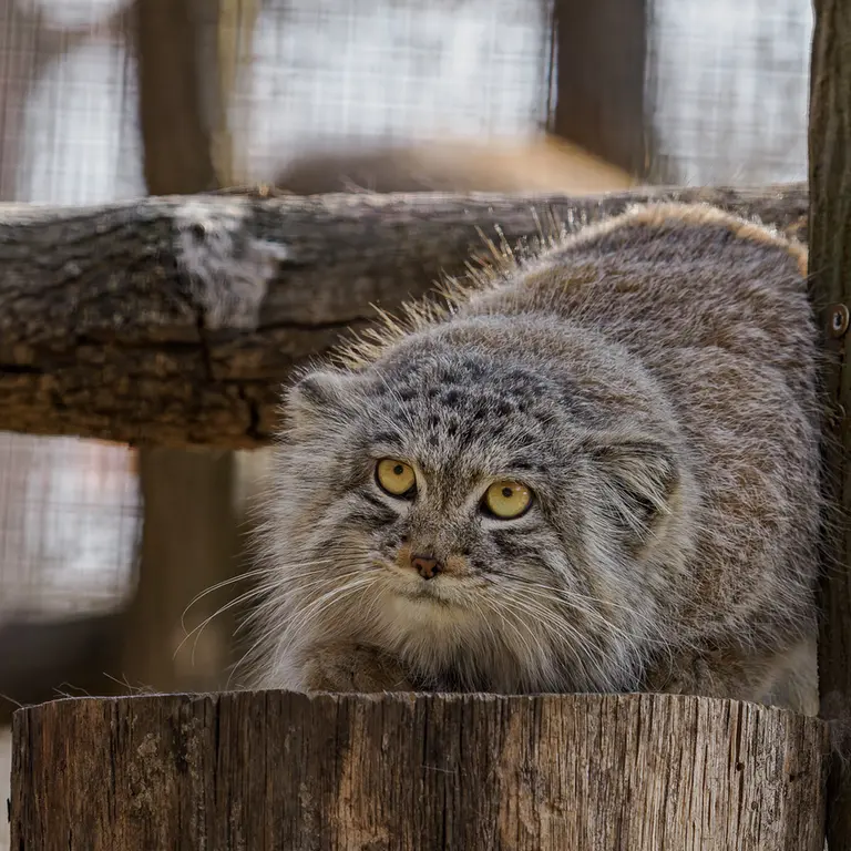 ブルノ動物園のアリウナーの写真