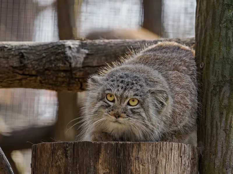 ブルノ動物園のアリウナーの写真