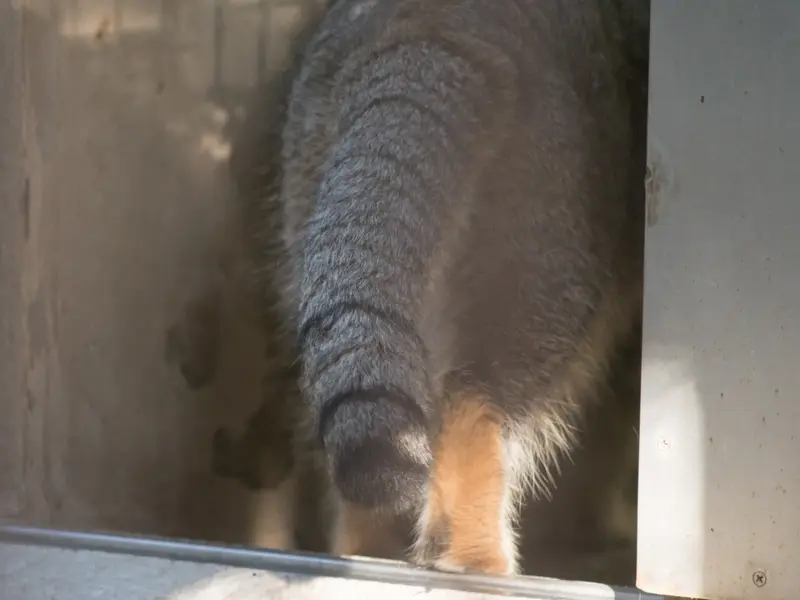 野毛山動物園のフィーガの写真
