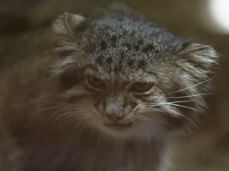 恩賜上野動物園のクリョンの写真