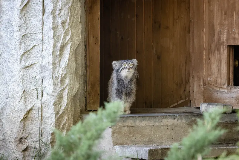 モスクワ動物園のティモフェイの写真