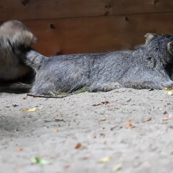 ノヴォシビルスク動物園のマヌルネコの写真
