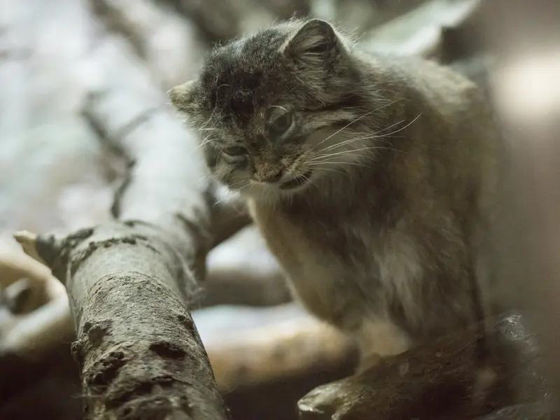 恩賜上野動物園のプリームラの写真