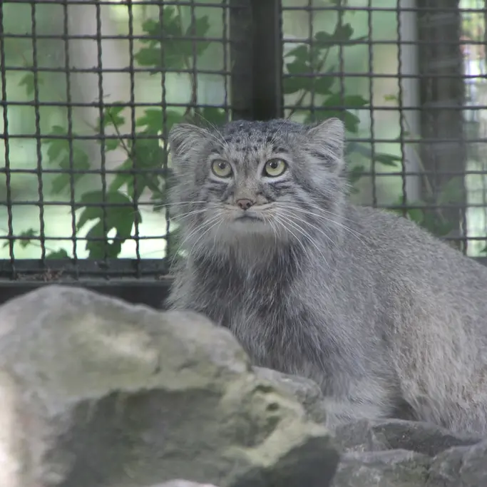 ノイヴィート動物園のアーサーの写真