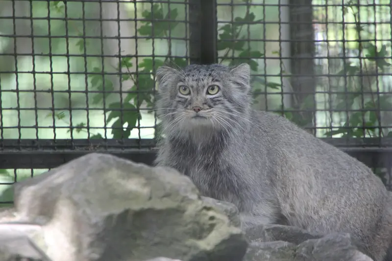 ノイヴィート動物園のアーサーの写真