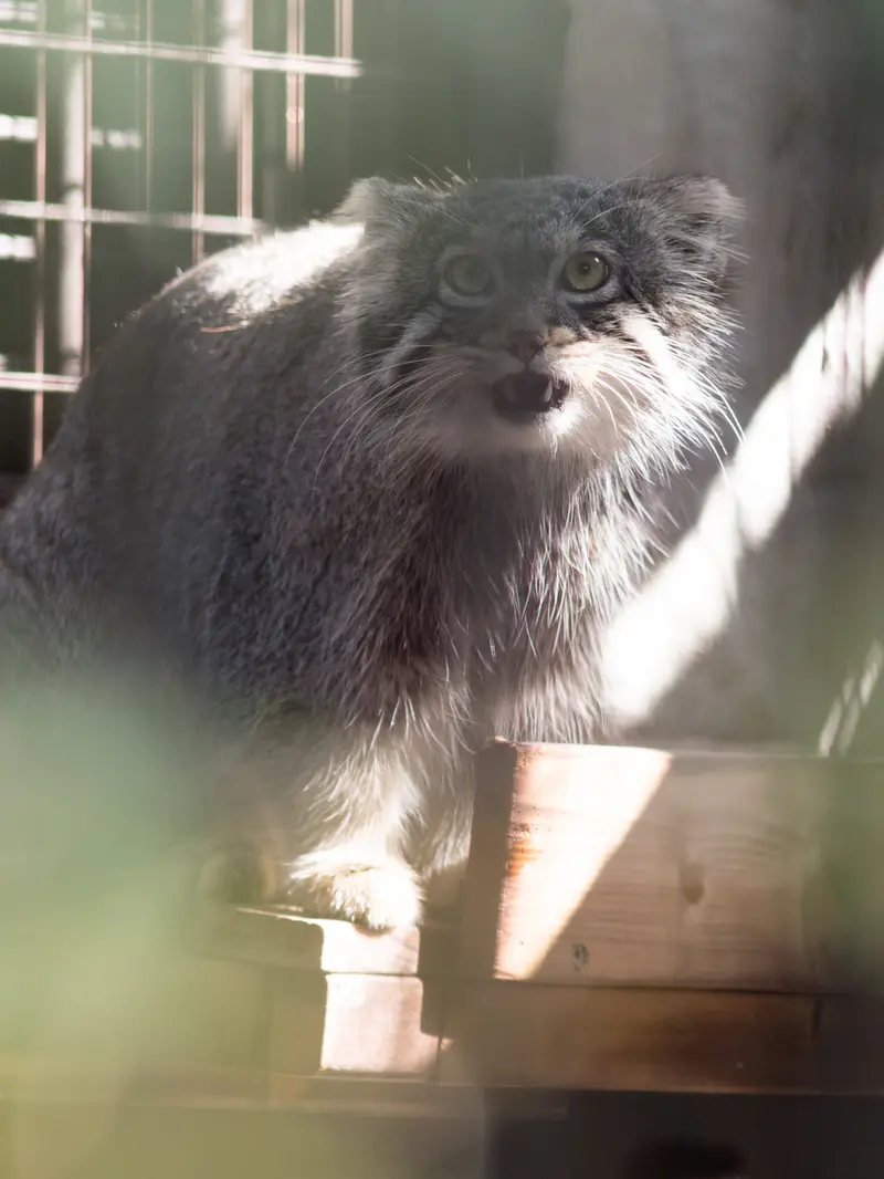 野毛山動物園のフィーガの写真