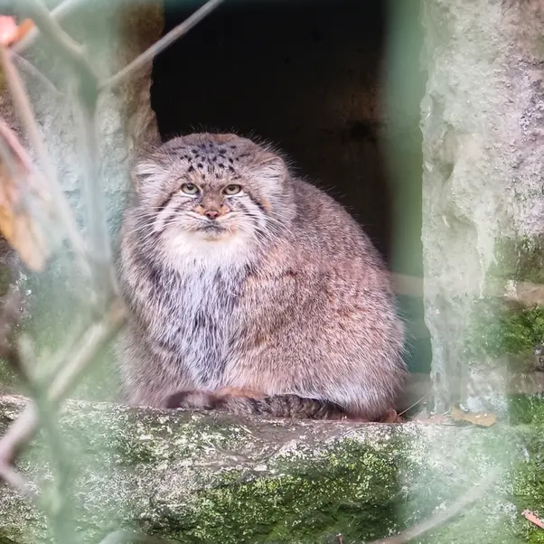 ティアパーク・ベルリンのマネキーネコの写真