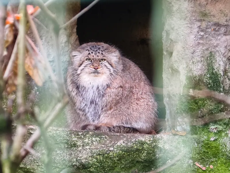 ティアパーク・ベルリンのマネキーネコの写真