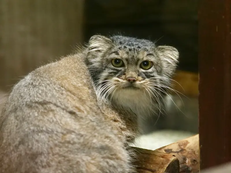 恩賜上野動物園のサフランの写真