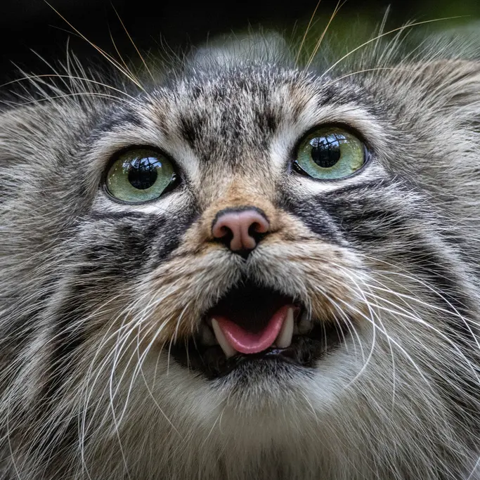 ノヴォシビルスク動物園のガビの写真