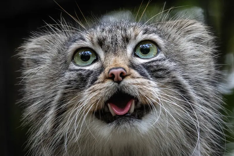 ノヴォシビルスク動物園のガビの写真