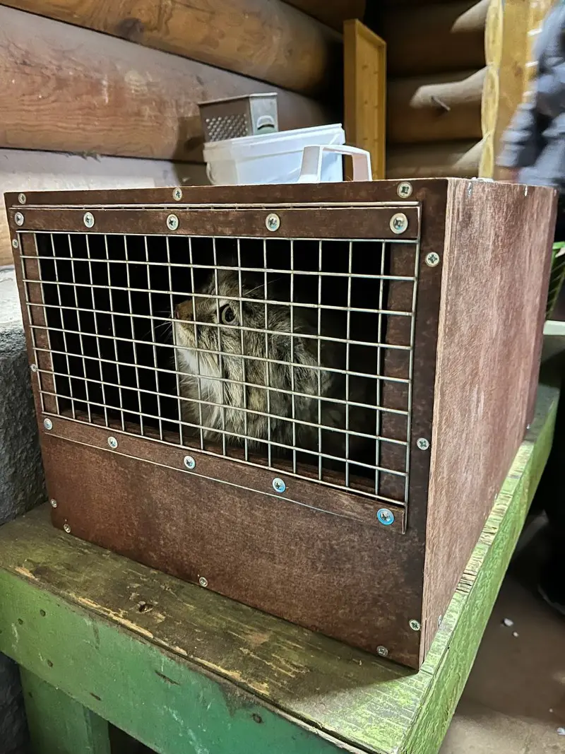 ⚡️ レニングラード動物園からの速報：ペペが展示へ引っ越しました！