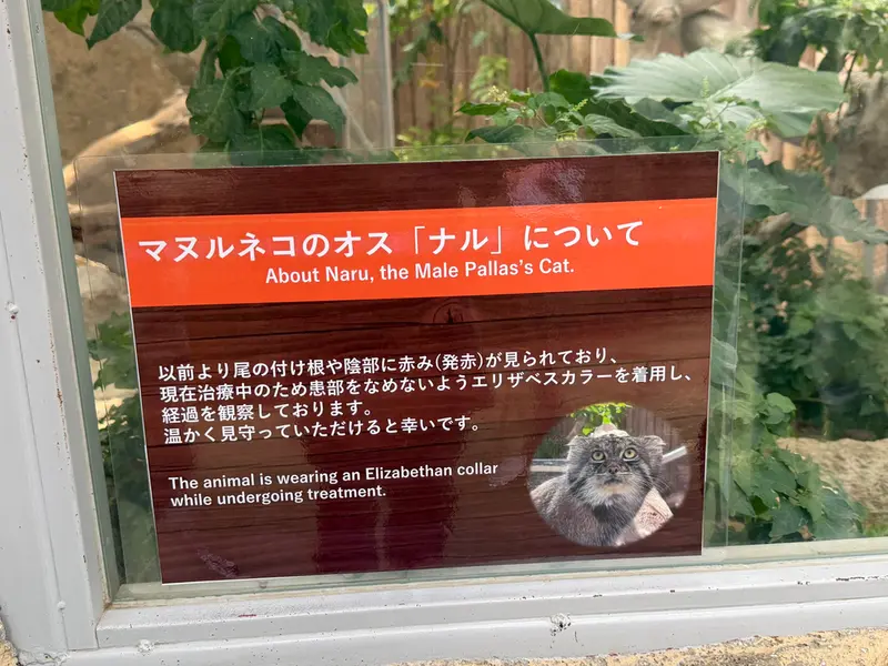 マヌルネコの写真