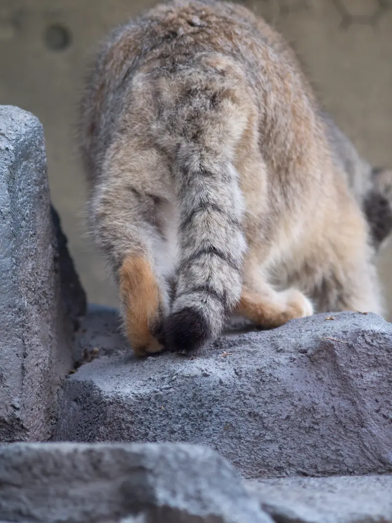旭山動物園のグルーシャの写真