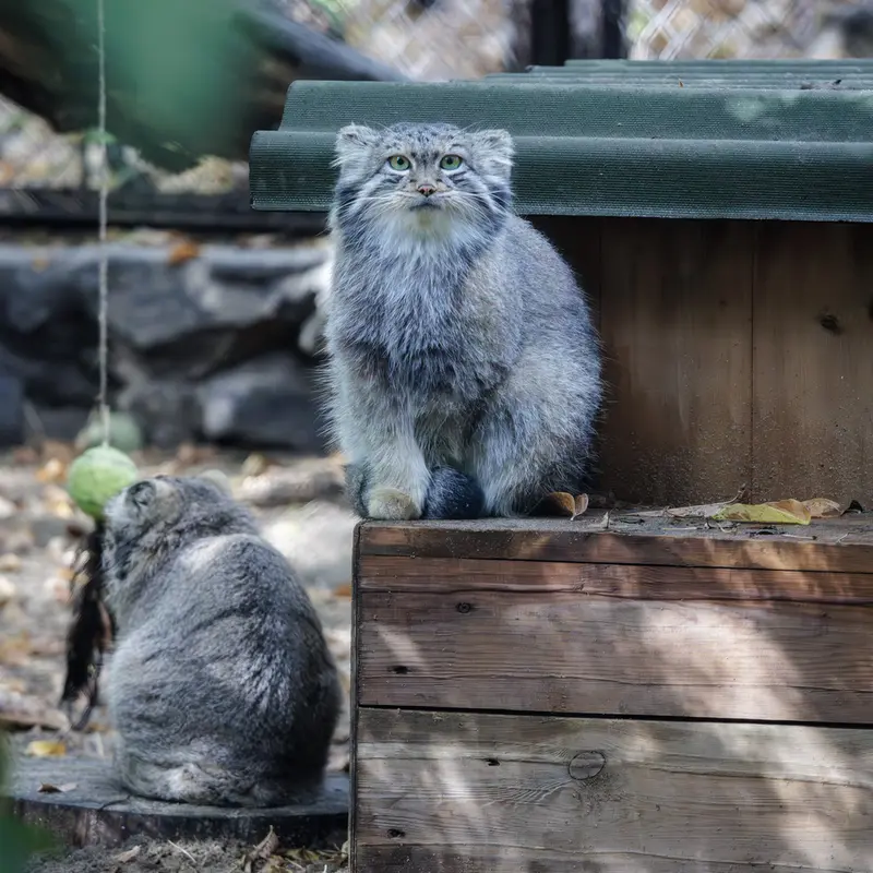 ノヴォシビルスク動物園のスネジャナの写真